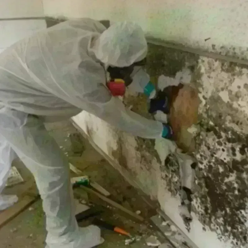 Mold Remediation and Removal in Boiling Springs, NC